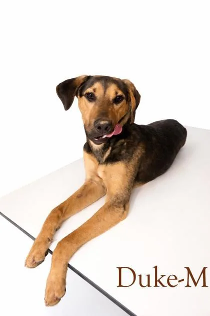 An adult medium-sized male Hound dog named Duke for adoption in Guntersville, AL