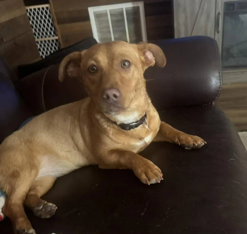 A baby small-sized female Golden Dachshund dog named Stella for adoption in Palm Bay, FL