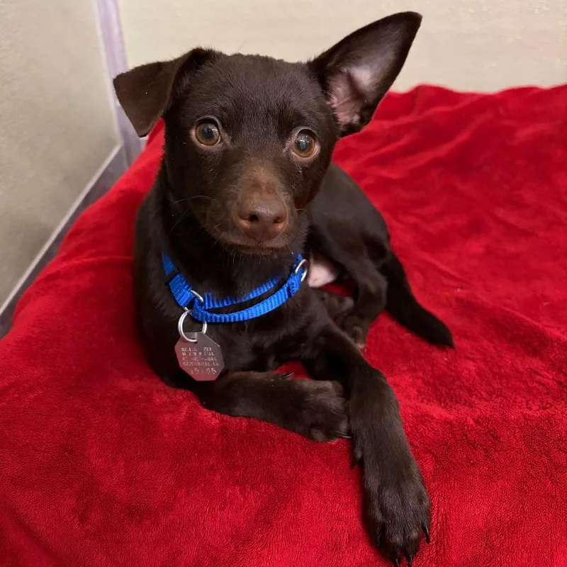 A baby small-sized male Chihuahua dog named Hollandaise for adoption in Woodinville, WA