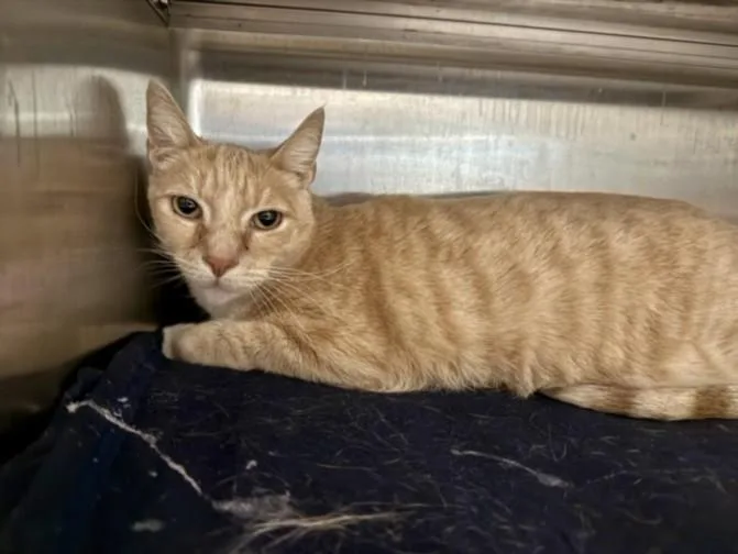 An adult medium-sized male Domestic Short Hair cat named Mookie for adoption in Chatsworth, CA
