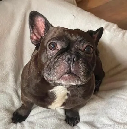 An adult medium-sized female Brindle French Bulldog dog named Gigi Mae for adoption in Bonney Lake, WA