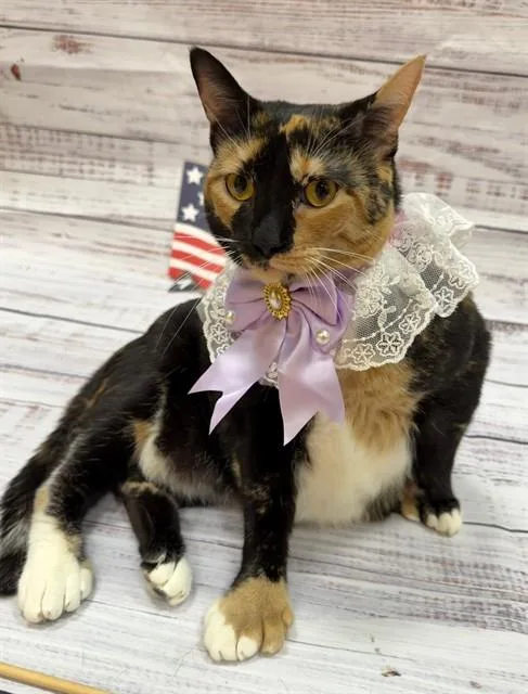 A young small-sized female Domestic Short Hair cat named Miso for adoption in Upper Marlboro, MD