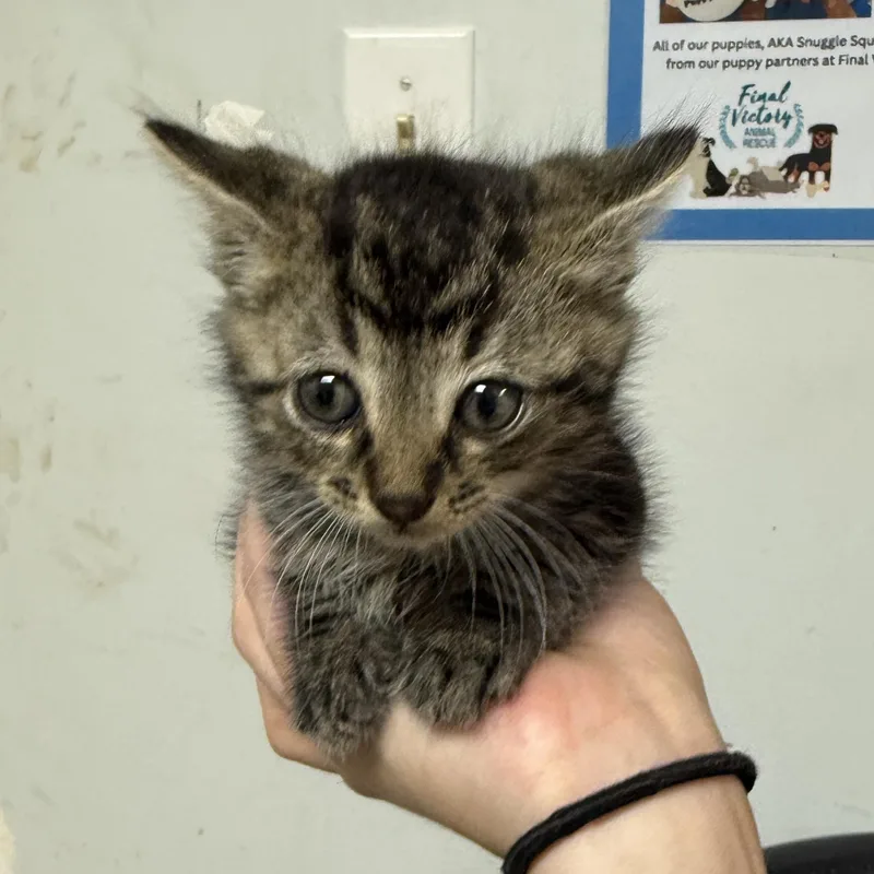 A baby medium-sized male Tabby cat named Erik And Lyle for adoption in Columbia, SC