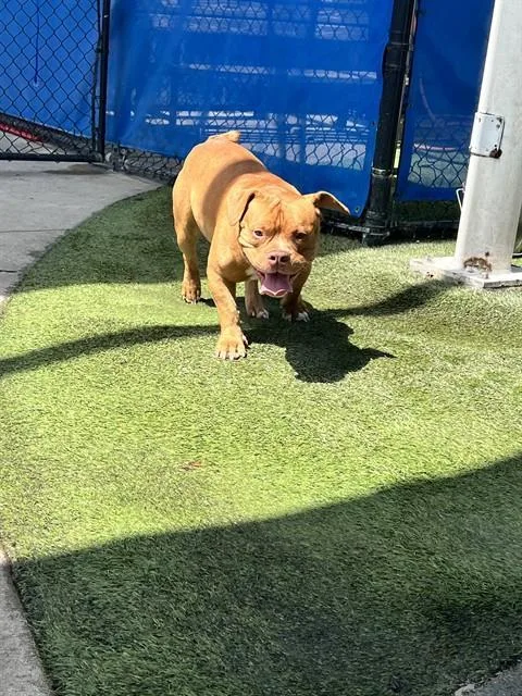 An adult large-sized male Terrier dog named Red Baron for adoption in Miami, FL