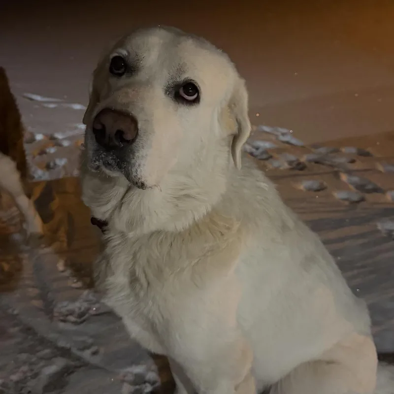 Mazikeen thumbnail 3