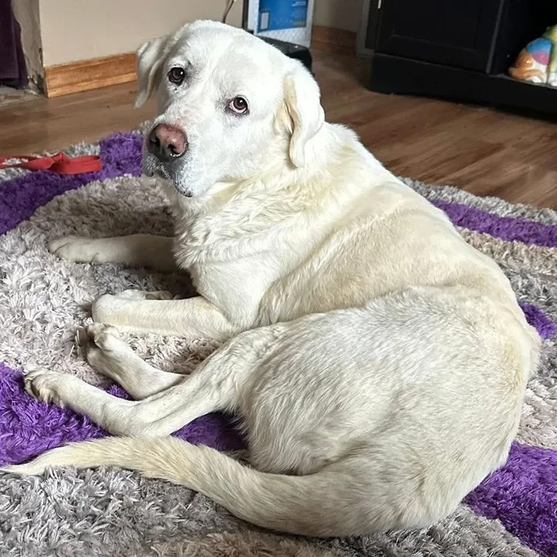 Mazikeen thumbnail 4