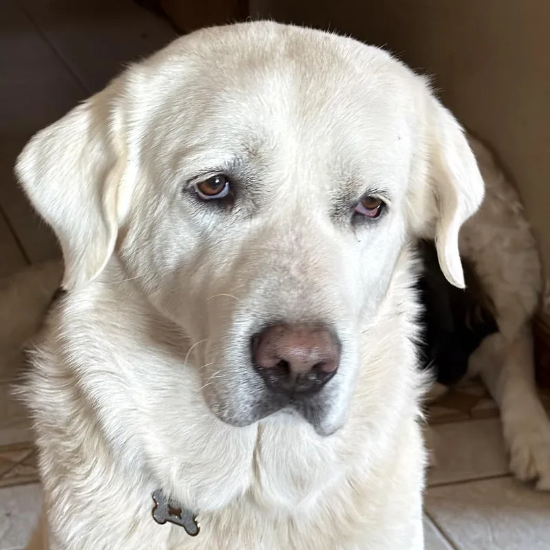 Mazikeen thumbnail 6