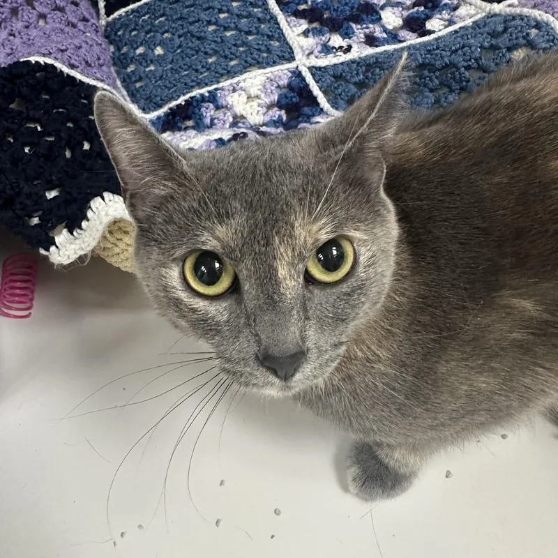 An adult medium-sized female Dilute Calico Domestic Short Hair cat named Sandy for adoption in Colonia, NJ