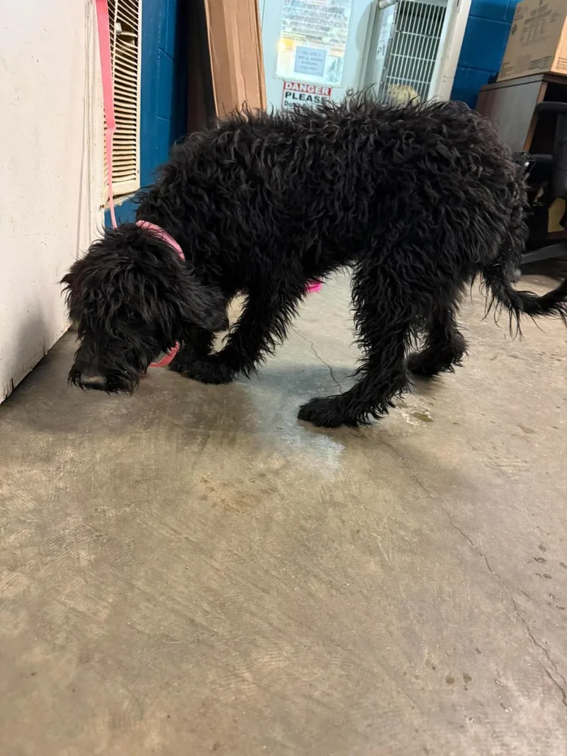 A young medium-sized female Poodle dog named Honey for adoption in Ozark, AL