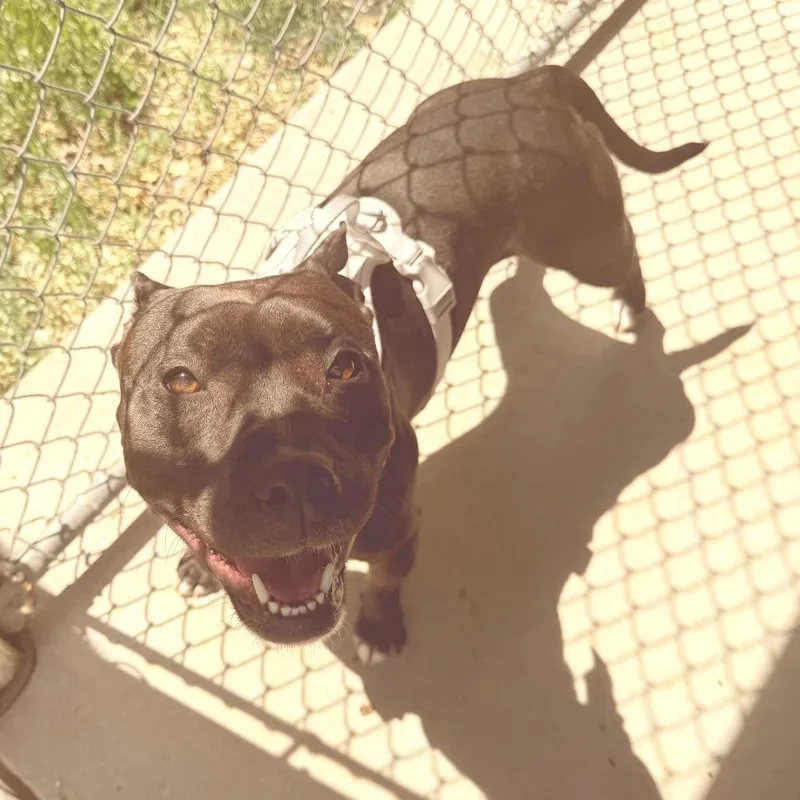 A young small-sized female Brown / Chocolate American Staffordshire Terrier dog named Gemma for adoption in Blair, WI