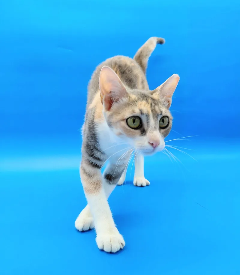 An adult medium-sized female Domestic Short Hair cat named Sister Benadryl for adoption in Springfield, MO