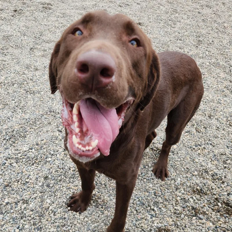 An adult large-sized male Brown / Chocolate Chocolate Labrador Retriever dog named Brunosaurus for adoption in Fort Wayne, IN