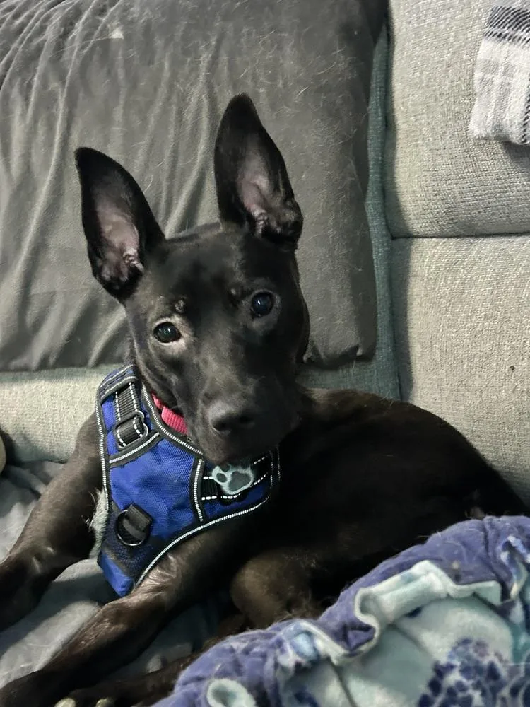 A young medium-sized female Tricolor (Brown, Black, & White) Mixed Breed dog named Roxy for adoption in Union Grove, WI