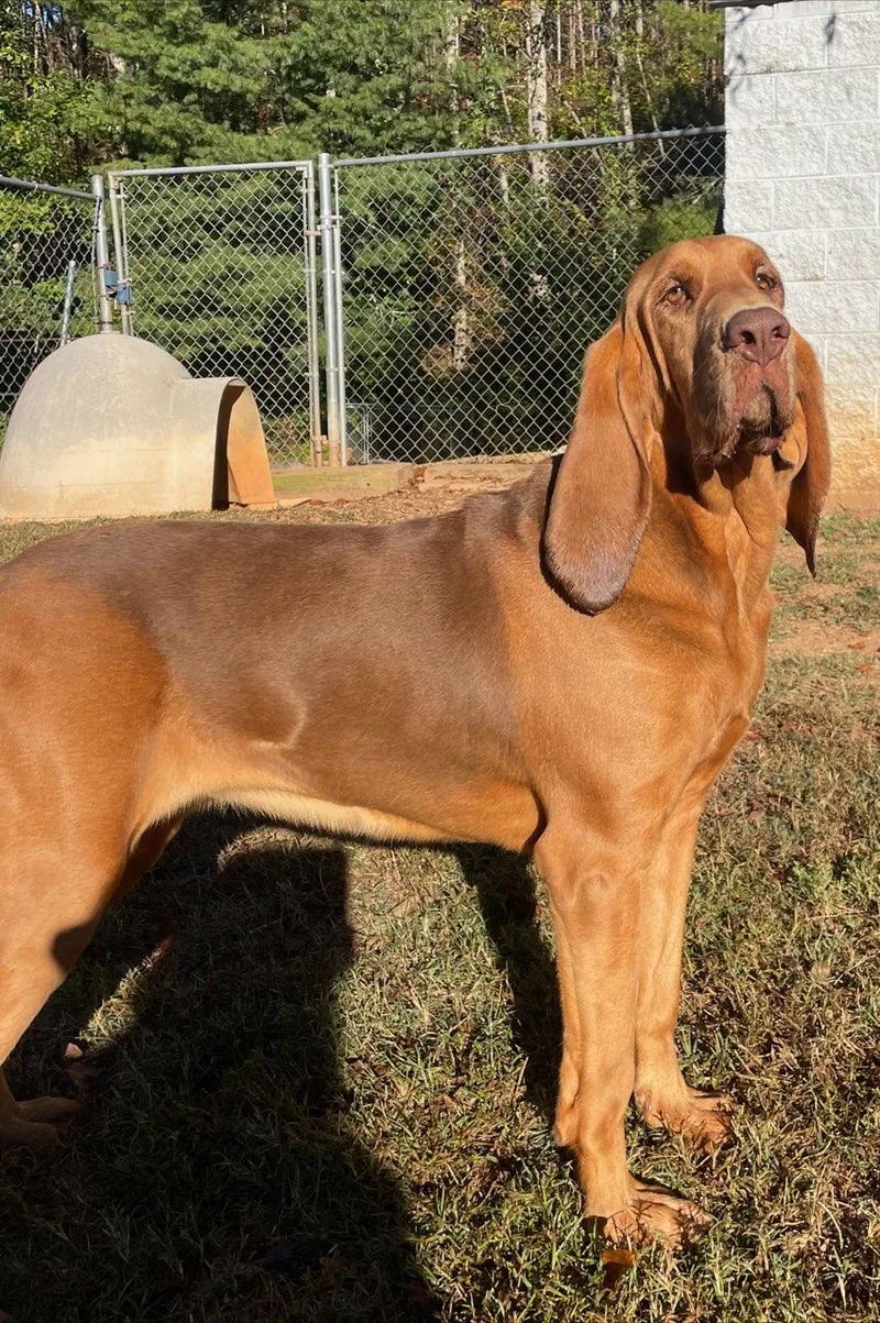 An adult large-sized female Red / Chestnut / Orange Bloodhound dog named Dolly for adoption in Sautee Nacoochee, GA