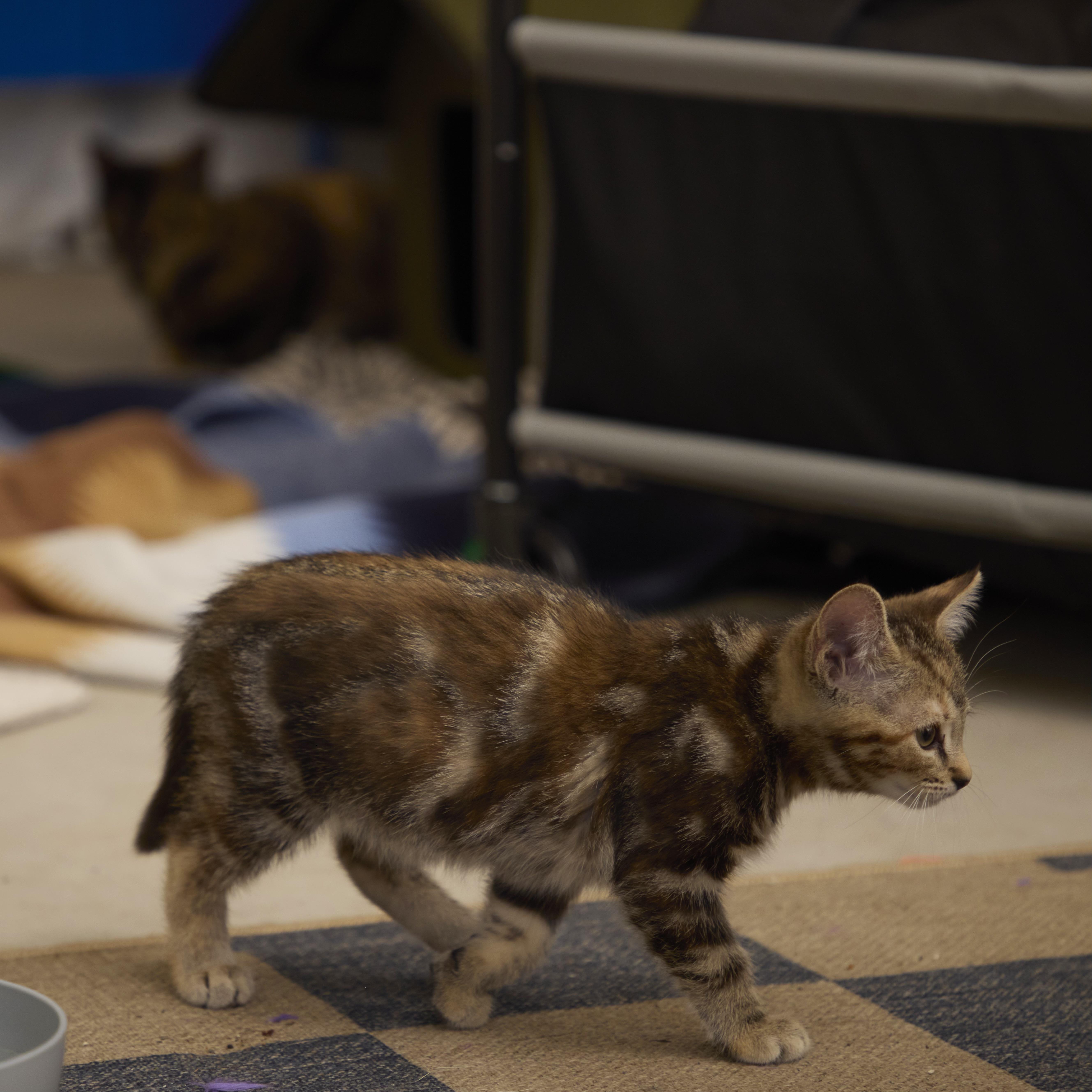 Lucy thumbnail 4