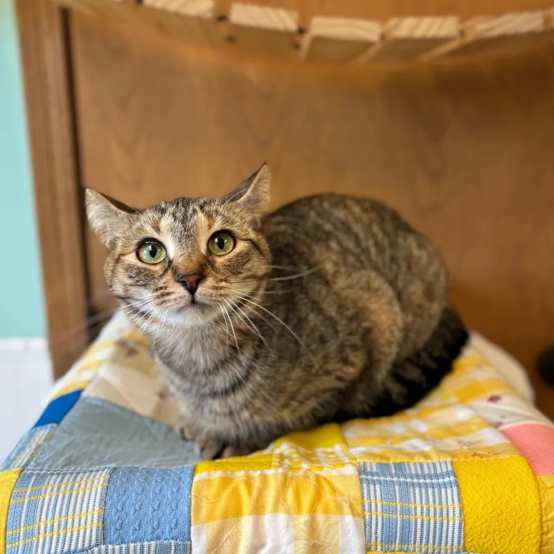 An adult medium-sized female Torbie Domestic Short Hair cat named Alana for adoption in Fargo, ND