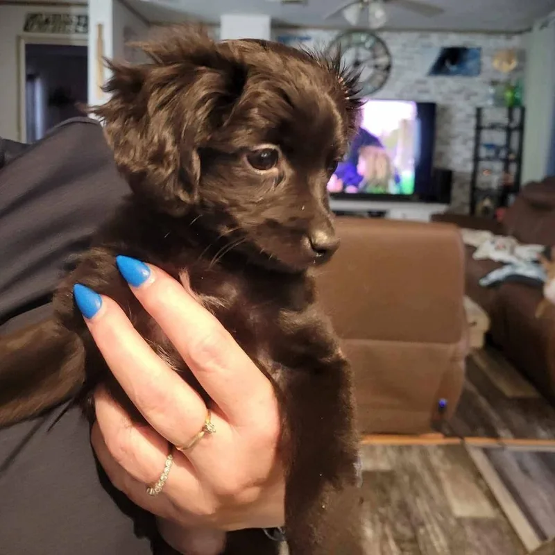 A baby small-sized female Black Poodle dog named Bluey for adoption in Loves Park, IL