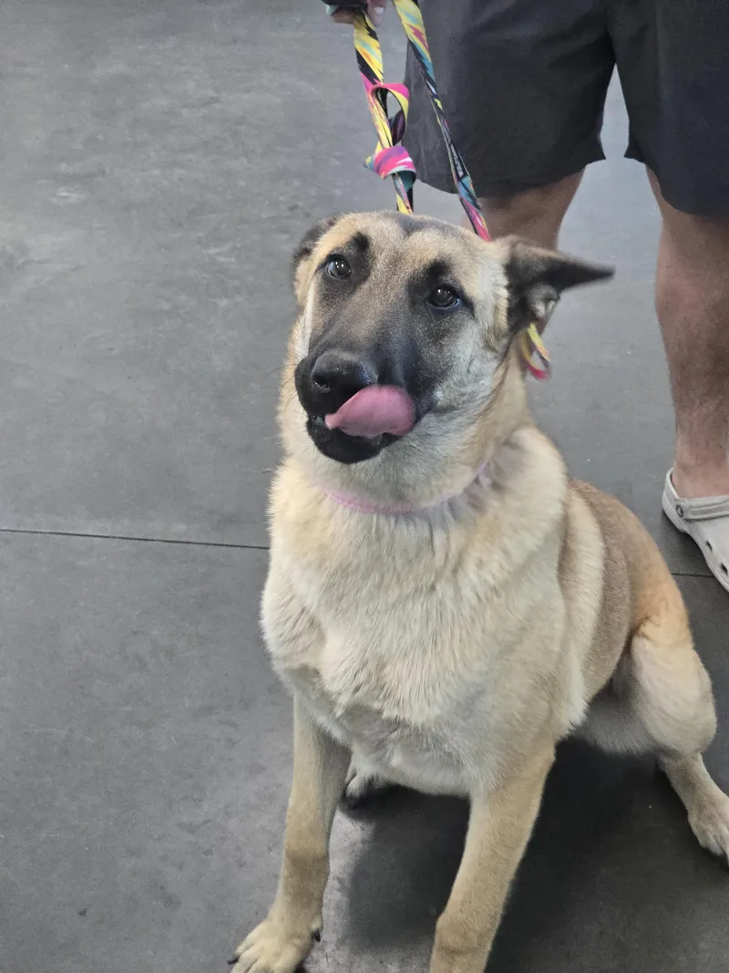 A young large-sized female German Shepherd Dog dog named Marigold for adoption in Chatsworth, CA