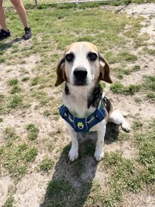 An adult medium-sized female Beagle dog named Betty for adoption in Manteo, NC
