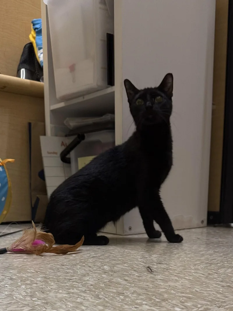 An adult medium-sized female Black Domestic Short Hair cat named Raven RPS for adoption in Rockaway, NJ