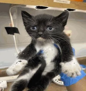 A baby small-sized female Domestic Short Hair cat named Dollop for adoption in Largo, FL