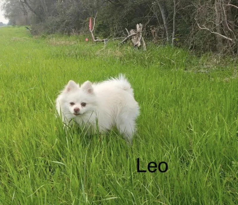 Leo