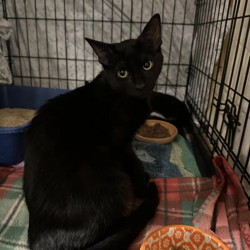 A baby medium-sized male Black Domestic Short Hair cat named Boston for adoption in Mount Laurel, NJ