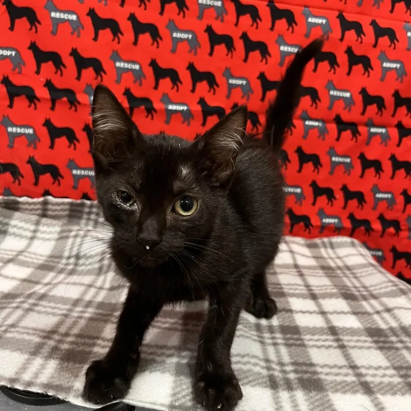 A baby small-sized female Black Domestic Short Hair cat named Mandy for adoption in Washburn, MO