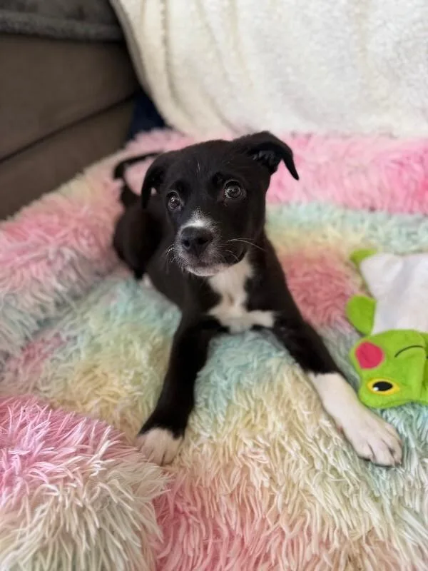 A young medium-sized female Black Mixed Breed dog named Mona for adoption in Valley Village, CA