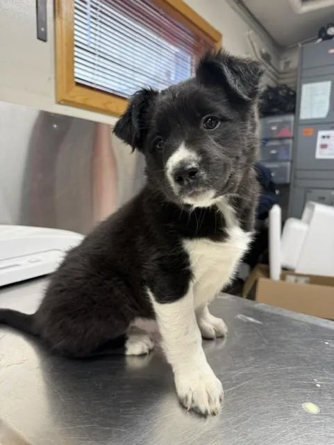 A baby small-sized female Labrador Retriever dog named Bell for adoption in Fairbanks, AK