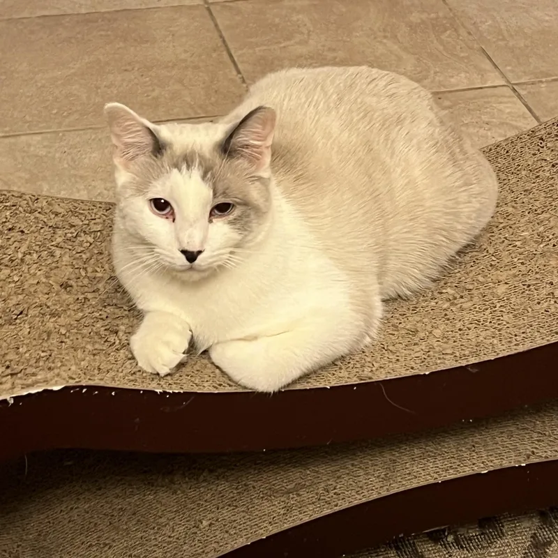 Debs Boy thumbnail 2