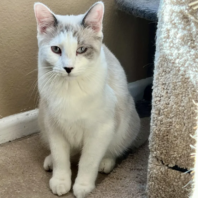 Debs Boy thumbnail 4