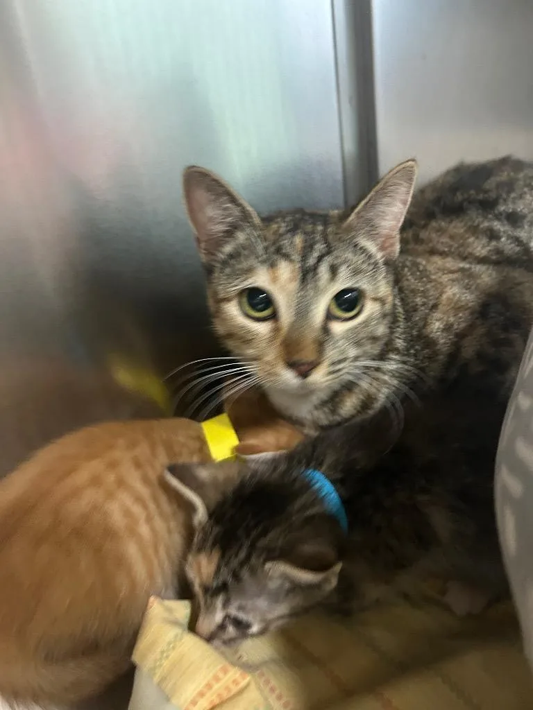 A young small-sized female Domestic Short Hair cat named Zoey for adoption in Mineral, VA