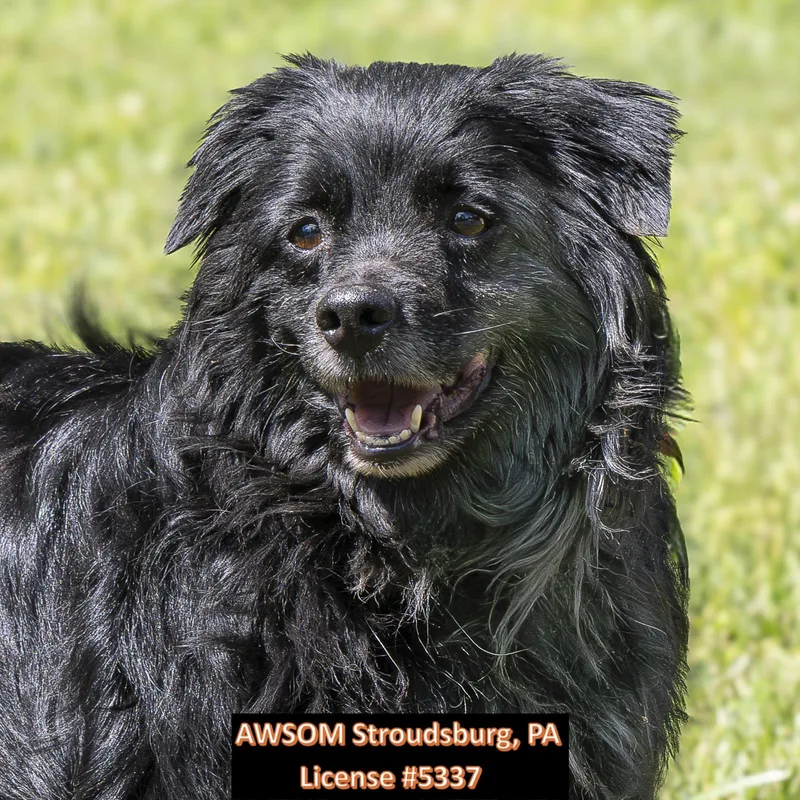 A senior medium-sized male Black Australian Shepherd dog named Chino for adoption in Stroudsburg, PA