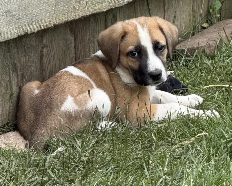 A baby medium-sized male Hound dog named Denver for adoption in South Bend, IN