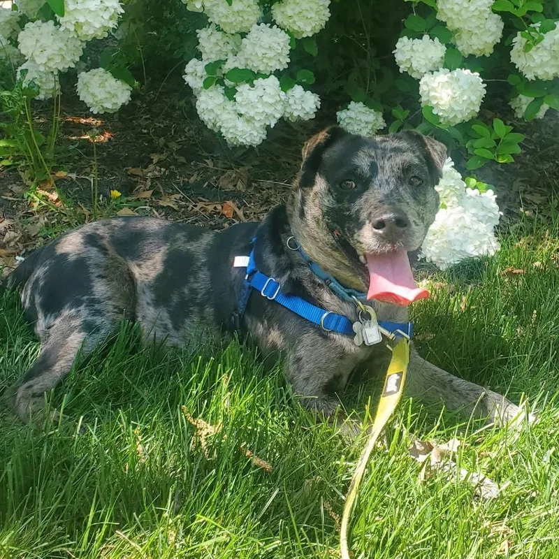 A young medium-sized female Black Catahoula Leopard Dog dog named Cleo for adoption in Falls Church, VA