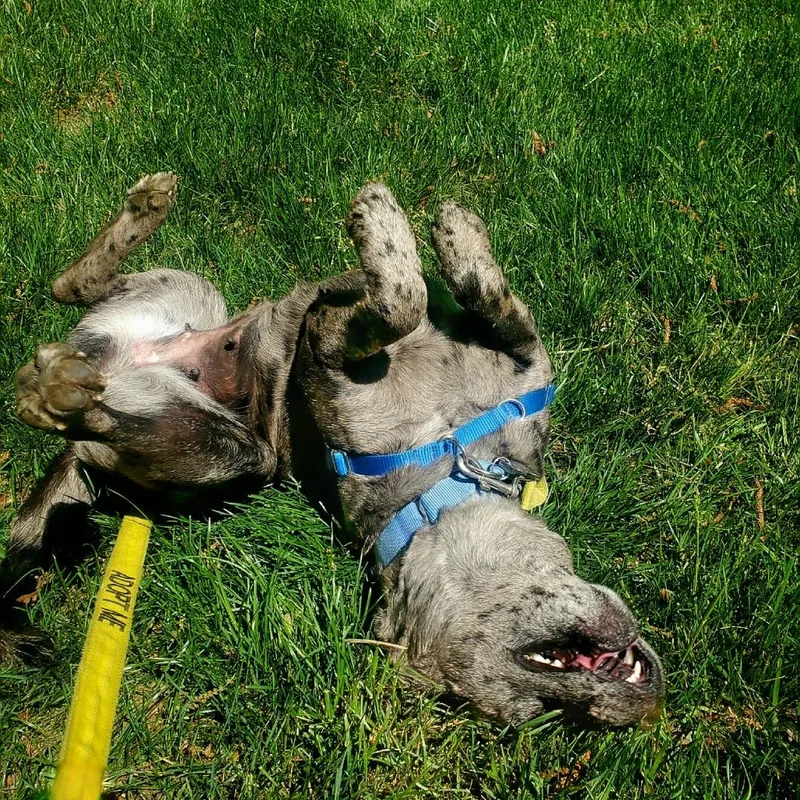 Cleo thumbnail 5