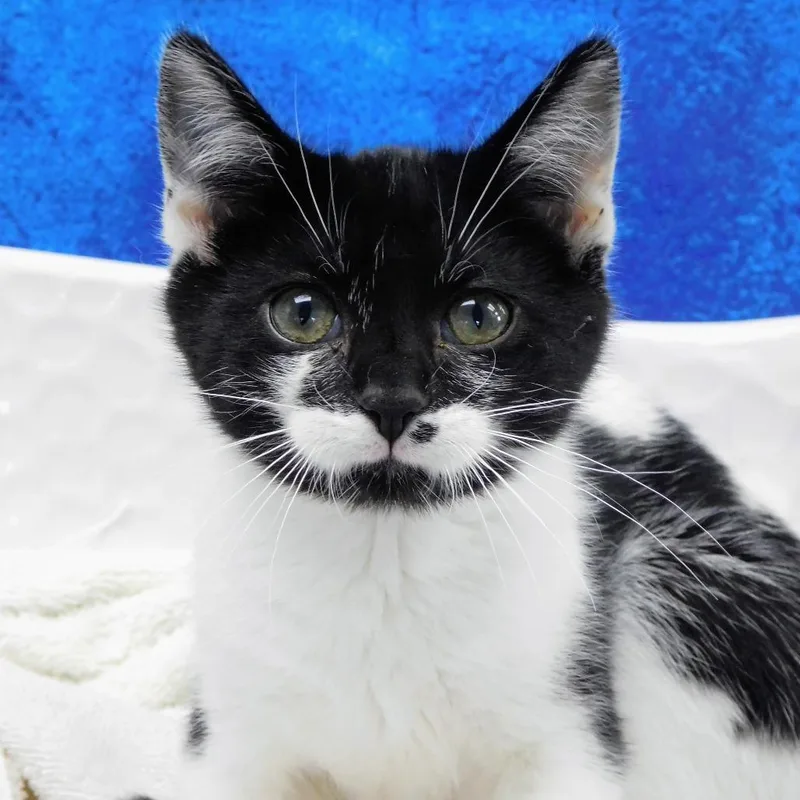 A baby small-sized female Black Domestic Short Hair cat named Allie for adoption in Canton, IL