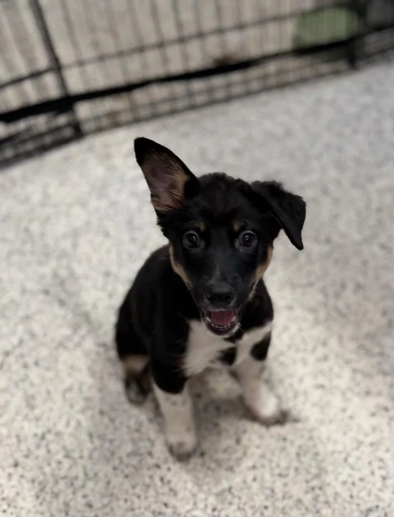 A baby medium-sized female Australian Cattle Dog / Blue Heeler dog named McGal for adoption in Fort Lupton, CO