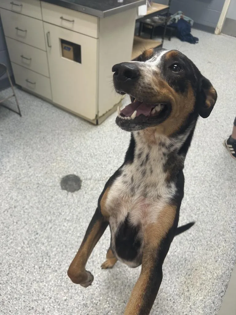 A young large-sized male Australian Shepherd dog named Cash for adoption in Livingston, LA