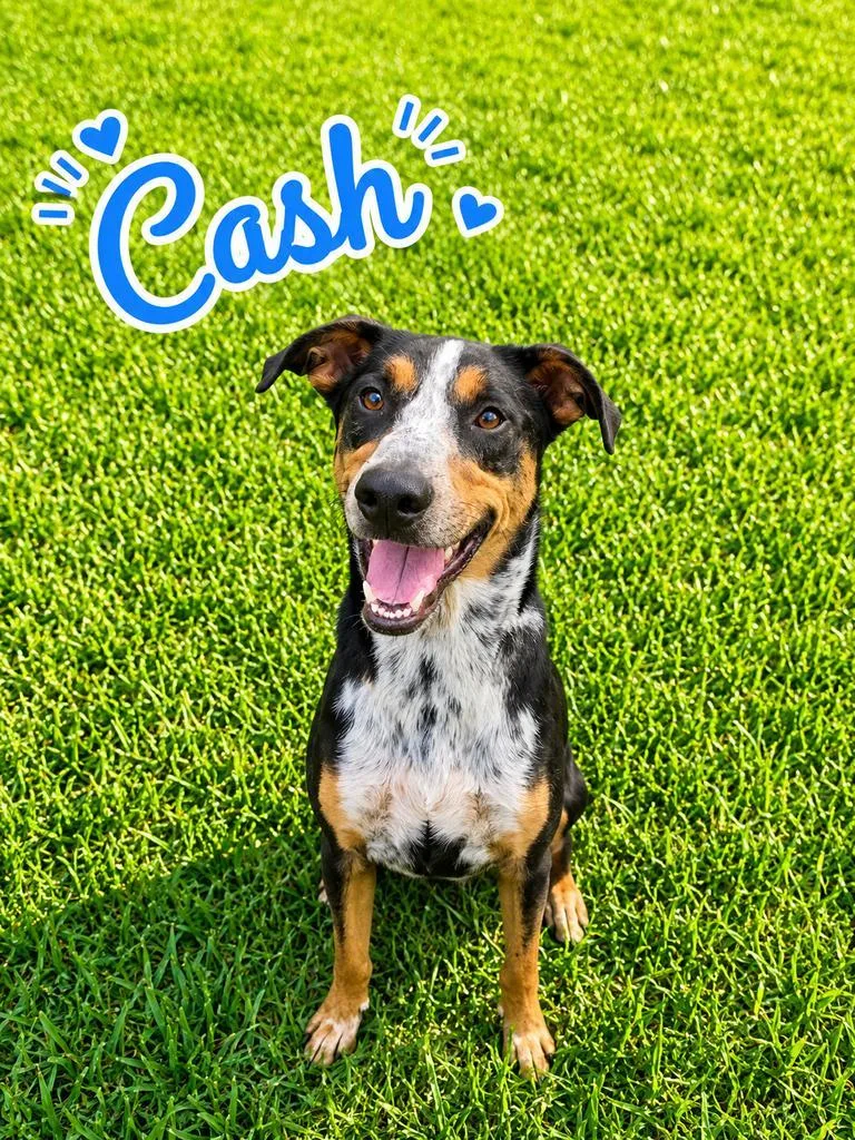 Cash thumbnail 2