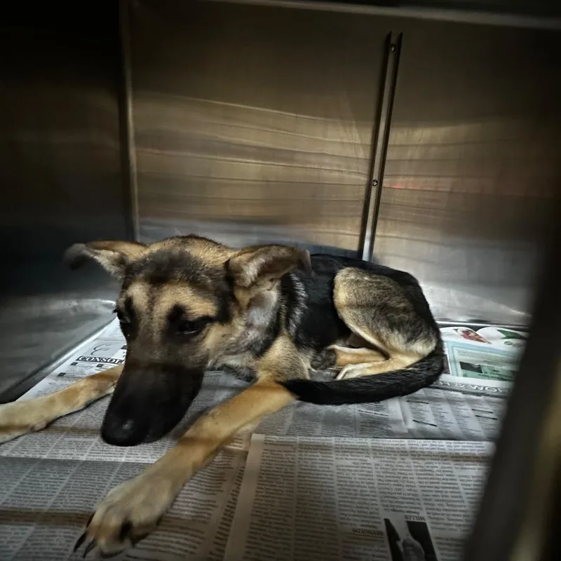 A young medium-sized female Black Mixed Breed dog named Adelaide for adoption in Gadsden, AL