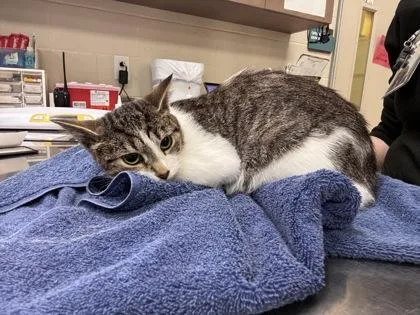 An adult medium-sized female Domestic Short Hair cat named Camila for adoption in Fishers, IN