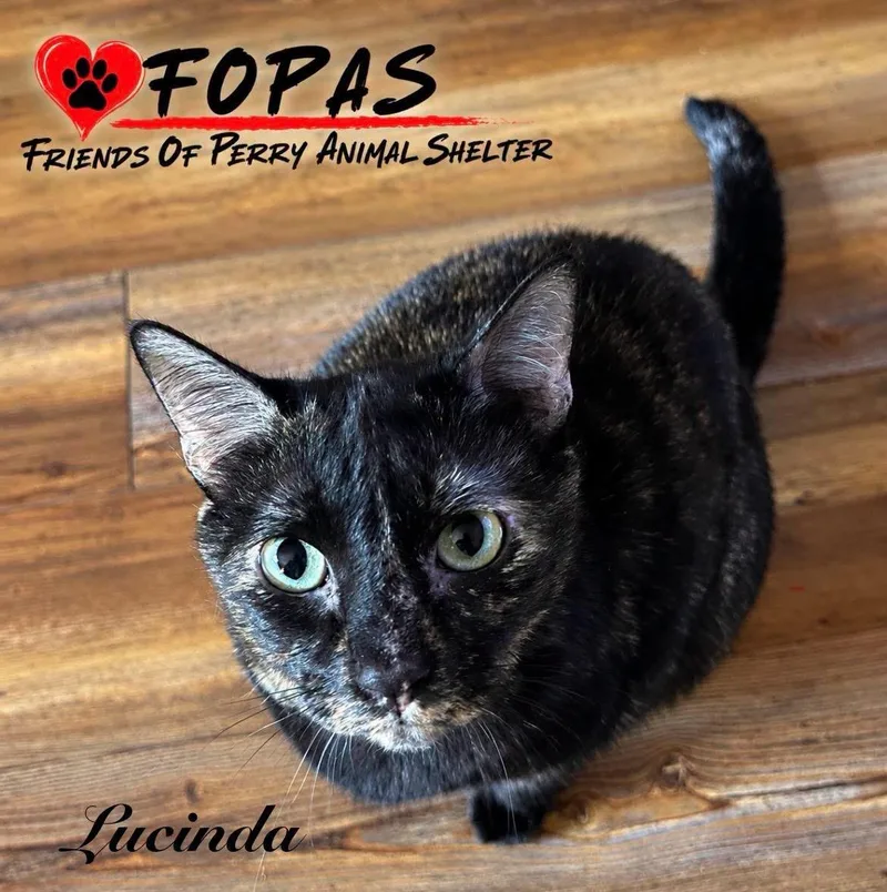 An adult large-sized female Tortoiseshell Domestic Short Hair cat named Lucinda for adoption in Perry, GA