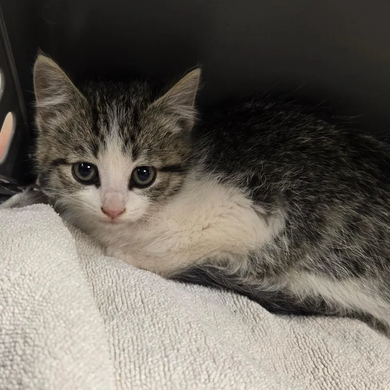 A baby small-sized female Brown / Chocolate Domestic Short Hair cat named Peony for adoption in Waukesha, WI