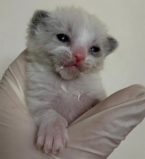 A baby small-sized male Domestic Short Hair cat named Joe for adoption in Riverside, CA