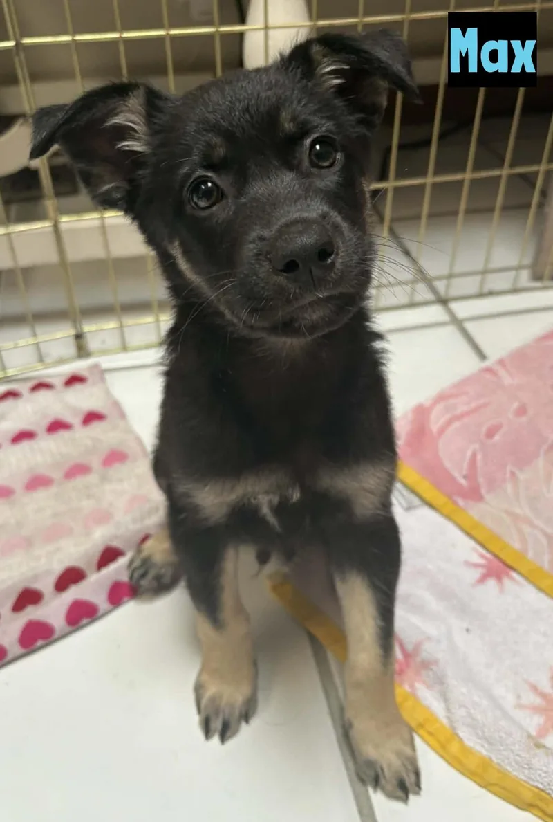 A baby medium-sized male Bicolor Shepherd dog named Max for adoption in Grand Rapids, MI