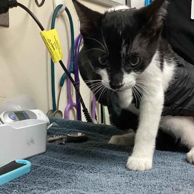 A baby small-sized female Black Domestic Short Hair cat named Kimchi for adoption in Lakeland, FL