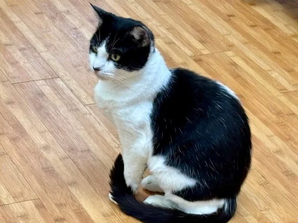 A young medium-sized female Domestic Short Hair cat named Lily for adoption in Kingston, NY
