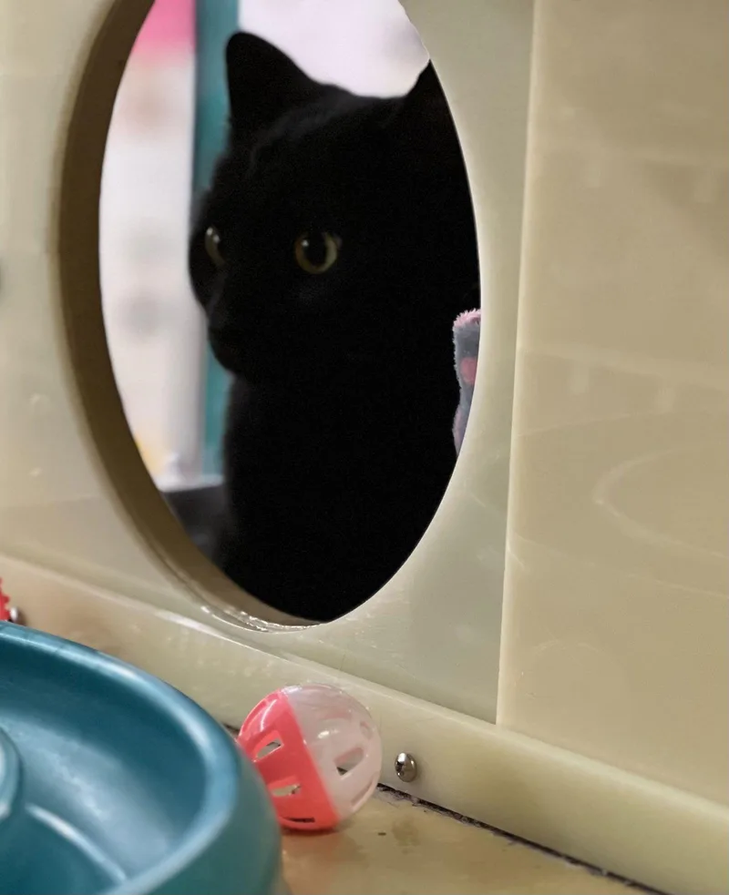 Bridgette thumbnail 2